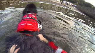 Newfoundland dogs doing what newfies do best swimming [upl. by Paule]