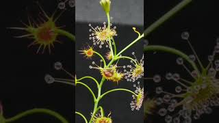 Australian Tuberous Sundew Drosera humilis gets a fly timelapse shorts [upl. by Hoag]