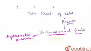 Between breaths the intrapleural pressure is approximately  mmHg less than atmospheric p [upl. by Lundberg]