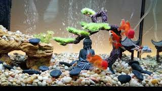 20 gallon Goldfish tank [upl. by Aitnyc]