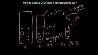 Easy way how to elute a DNA from a polyacrilamide gel [upl. by Teodoro]