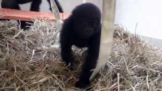 Gorillafication 7 Months Gladys Baby Gorilla  Cincinnati Zoo [upl. by Mert]