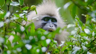 The First Person To See ALL 79 Major Groups Of Primates In The Wild  Primates  BBC Earth [upl. by Pry]