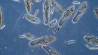 Pantoffeltierchen  Paramecium aus Heuaufguss [upl. by Fillander]