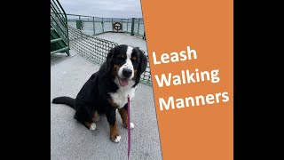 Leash control techniques with energetic or overstimulated Bernese Mountain Dogs [upl. by Verity]