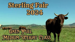 Sterling Fair 2024  Oxen Pull Mediumweight Class [upl. by Gem108]