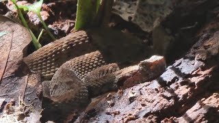 The highly venomous Lancehead Bothrops atrox well camouflaged on the ground [upl. by Benildis601]