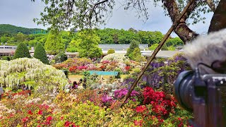 Wisteria in Ashikaga Flower Park・4K HDR [upl. by Else]