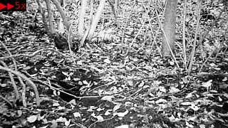 Eurasian Jay amp Pale Thrush Foraging for Food around the Forest Floor at Dawn [upl. by Nasah]