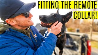 How to fit remote collar for dogs  how to fit the e collar for dogs [upl. by Etselec]