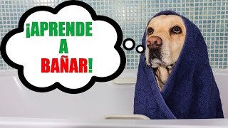 Cómo BAÑAR a un PERRO fácil rápido y sin MIEDOS 100 EFECTIVO [upl. by Solram131]