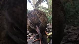 Weka bird up close [upl. by Luelle]