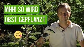 Obstgehölze richtig pflanzen  Der Grüne Tipp kompakt [upl. by Nerty]