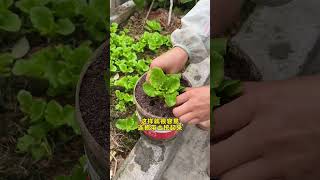 Grow lettuce in mineral water bottles each one is as beautiful as a flower lettuce gardentips [upl. by Nahtanod]