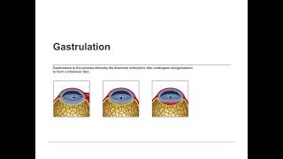 3rd Week of Development Trilaminar Germ Disc [upl. by Hsizan]