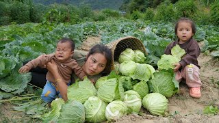 Harvest cabbage to sell at the market  cook giant fish for your children to eat [upl. by Semadar]