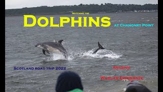 Watching the Dolphins at Chanonry Point An Amazing Wildlife experience [upl. by Martsen]