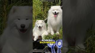 Samoyeds The Fluffy Smiling Sled Dogs from Siberia [upl. by Ebner650]