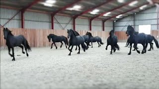 10 frisky Friesian horses [upl. by Ahcsat272]