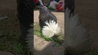 White Crested Black  peternakmurniayamsiamindonesia ayamhiasindonesia ayamhiasnusantara [upl. by Imojean715]