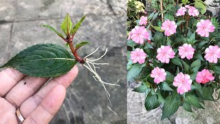 Impatiens walleriana grown from leaves produces endless roots and sprouts [upl. by Sacrod]