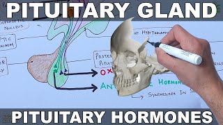 Pituitary Gland  Hormones and Hypothalamus [upl. by Buderus678]