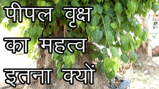 पीपल वृक्ष का महत्व इतना क्यों  Importance of the Pipal Tree [upl. by Reeta]