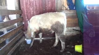 Deworming The Cows [upl. by Hike]