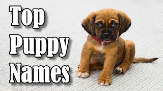 Top 10 Most Popular Dog amp Puppy Names in 2019 For Boys amp Girls [upl. by Viking356]