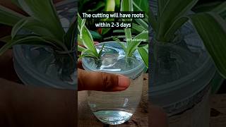 How to propagate spider plants [upl. by Je]