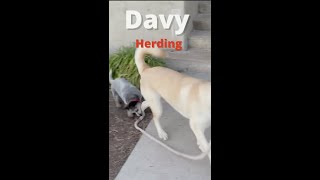 Davy Herding Big Dog  Blue Heeler Trail Dog  Australian Cattle Dog  Who Wins shorts [upl. by Ellenij]