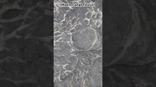 AMAZING horn coral fossil Taos NM discovery fossilhunting newmexico fossils coral horncoral [upl. by Willy412]