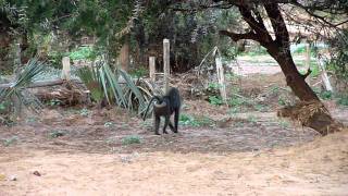 Wildlife of Samburu National Reserve Park Kenya [upl. by Asiole]