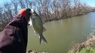 Catching White Bass in a Texas Creek [upl. by Ahidam]