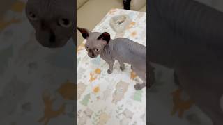 BABY sphynx cats have no fur very short fur very adorable [upl. by Aracaj97]