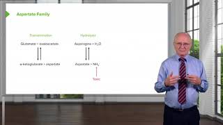 Aspartate Family amp Asparagine Metabolism [upl. by Aicemak]