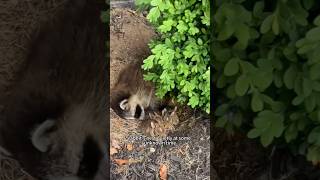 raccoon and baby rabbits shortsvideo cute amimals [upl. by Yrrat]