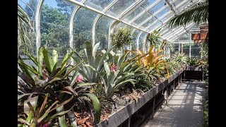 Bromeliad amp Tillandsia Tips TPIE—Part 2 — Plant One On Me — Ep 056 [upl. by Laspisa190]