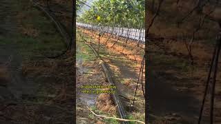 Display of microspray effect in greenhouse drip irrigation farming microjet [upl. by Amye]