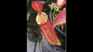 Nepenthes ampullaria x spectabilis x talangensis BE3738 [upl. by Eiramaneet]