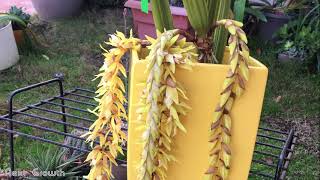 Coelogyne rochussenii  the most disgusting orchid [upl. by Kelson142]