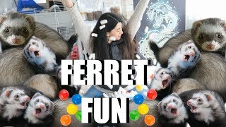 INSANE Ferret Fun SPOILING My Cute Pet Ferrets [upl. by Chelsy]