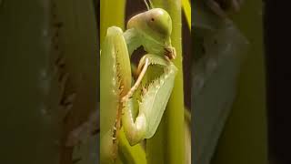 L5 Giant Shield Mantis cleaning [upl. by Gastineau]