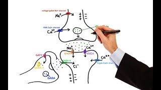 Pharmacology  ANTIEPILEPTIC DRUGS MADE EASY [upl. by Deste]