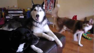 Ask Mishka the Talking Husky Are 3 Dogs Too Much [upl. by Ike]