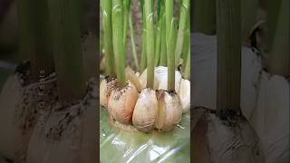 How to Grow Garlic at Home Using Plastic Bottles plants shorts farming [upl. by Perot]