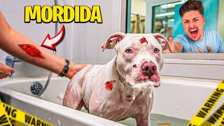 PRIMEIRO BANHO DO MEU PITBULL ALBINO e ele QUASE MORDEU TODO MUNDO [upl. by Robbie380]