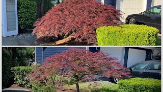 Before and After pruning a Japanese laceleaf Maple in Monroe acerpalmatum japanesemaple [upl. by Carlina]