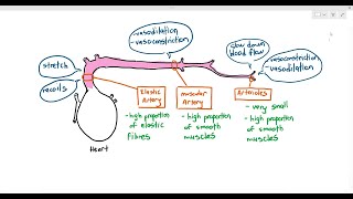 84 Arteries amp Arterioles Cambridge AS amp A Level Biology 9700 [upl. by Arrej]