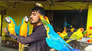 macaw parrot information video in Hindiblue and gold macaw information videomacaw breeding tips [upl. by Daegal]